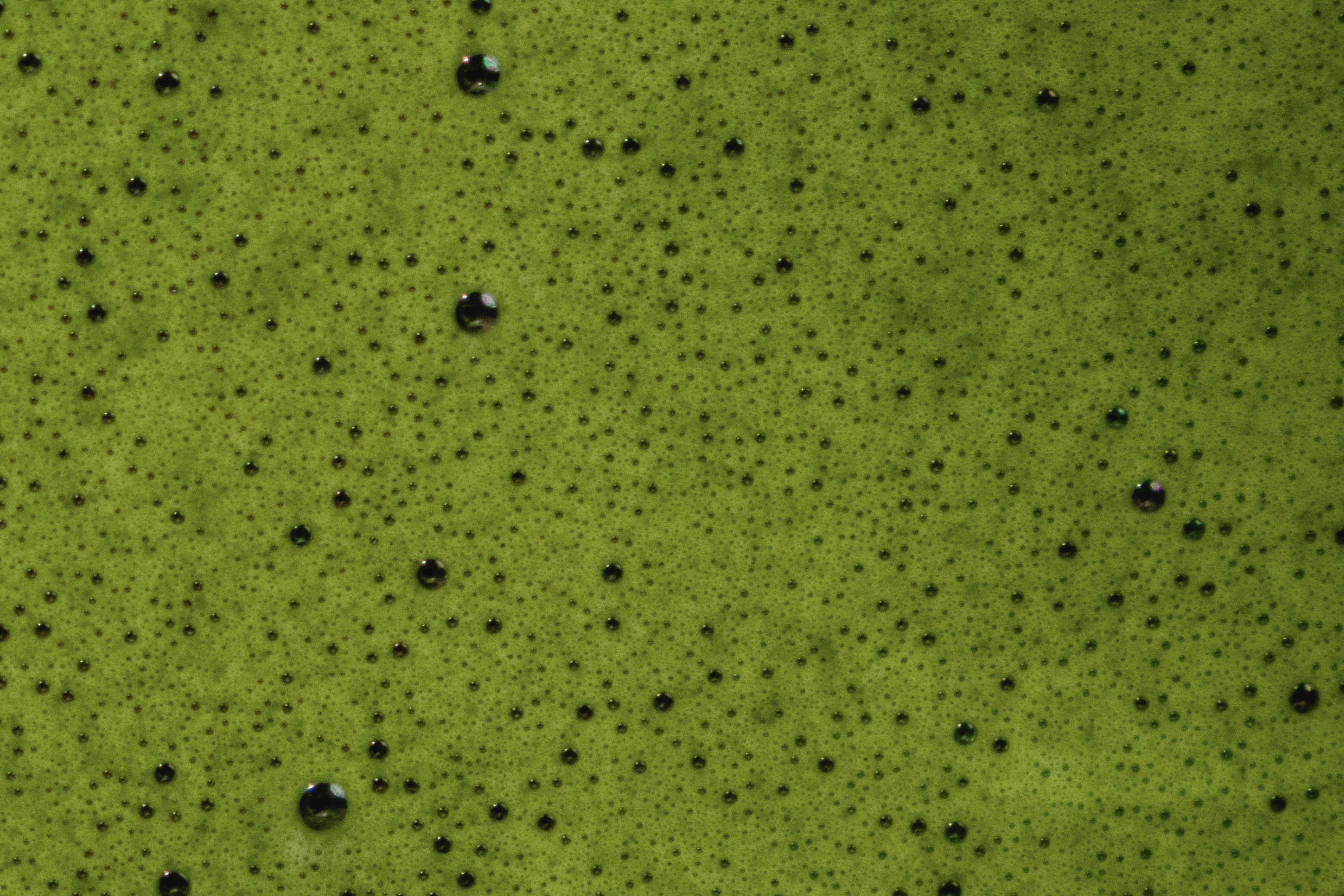 Naga Matcha, iced matcha latte